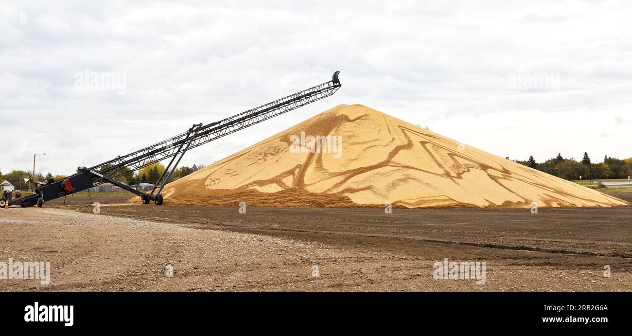 Transport conveyor, soybeans & empty pods  'Glycine max' piled for processing, South Dakota. Stock Photo