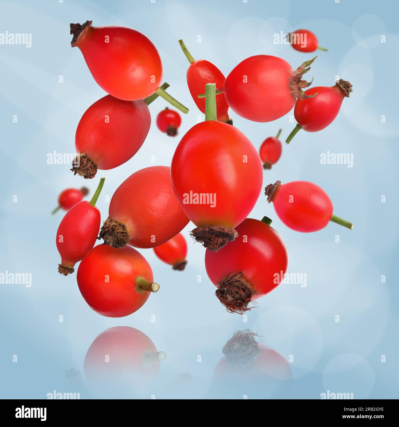 Ripe rose hip berries falling on light blue background Stock Photo - Alamy