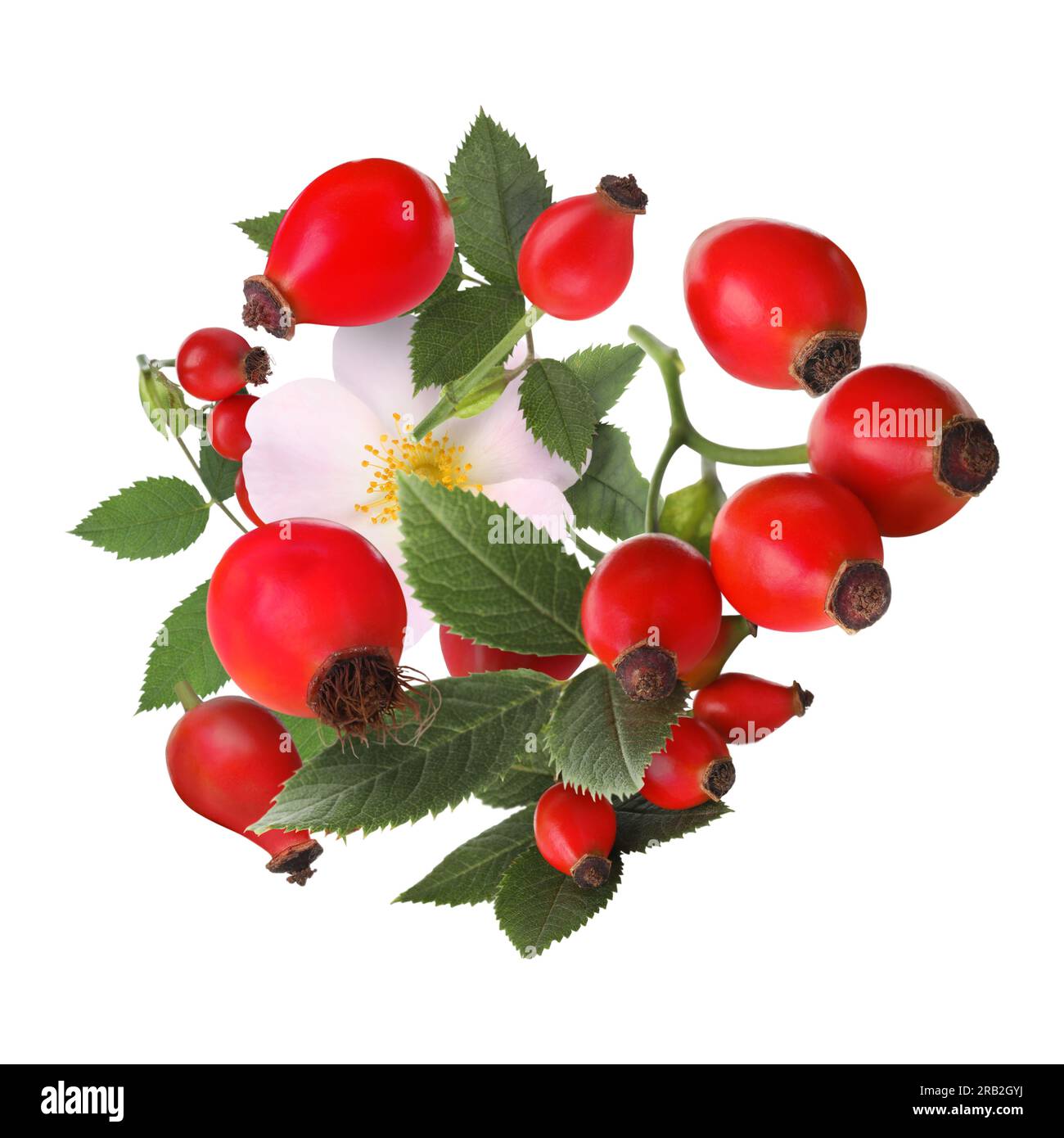 Ripe rose hip berries, flower and leaves falling on white background ...