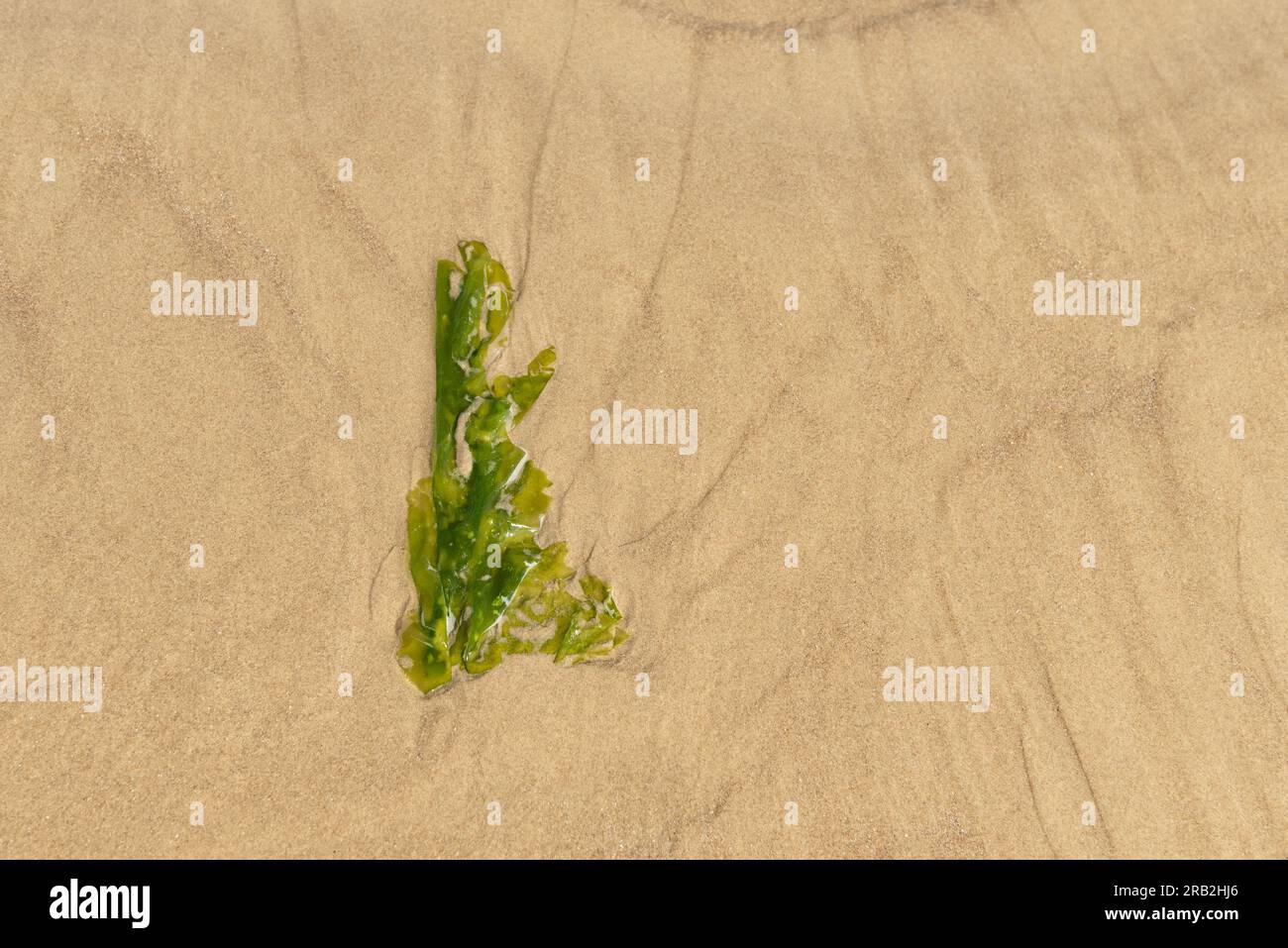 Sea lettuce on the beach Stock Photo