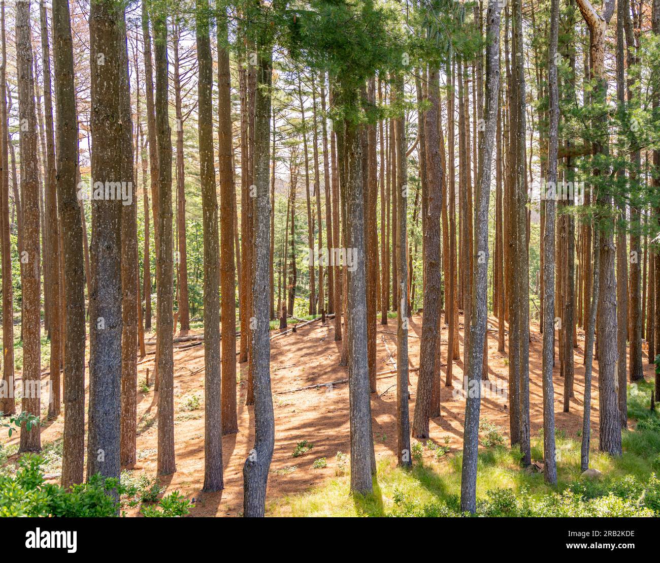 A natural setting full of tall pines Stock Photo