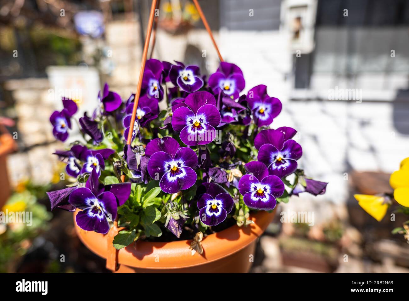 Decorative flower pots with spring flowers viola cornuta in vibrant violet. purple yellow pansies in flower pots hanging in a garden Stock Photo