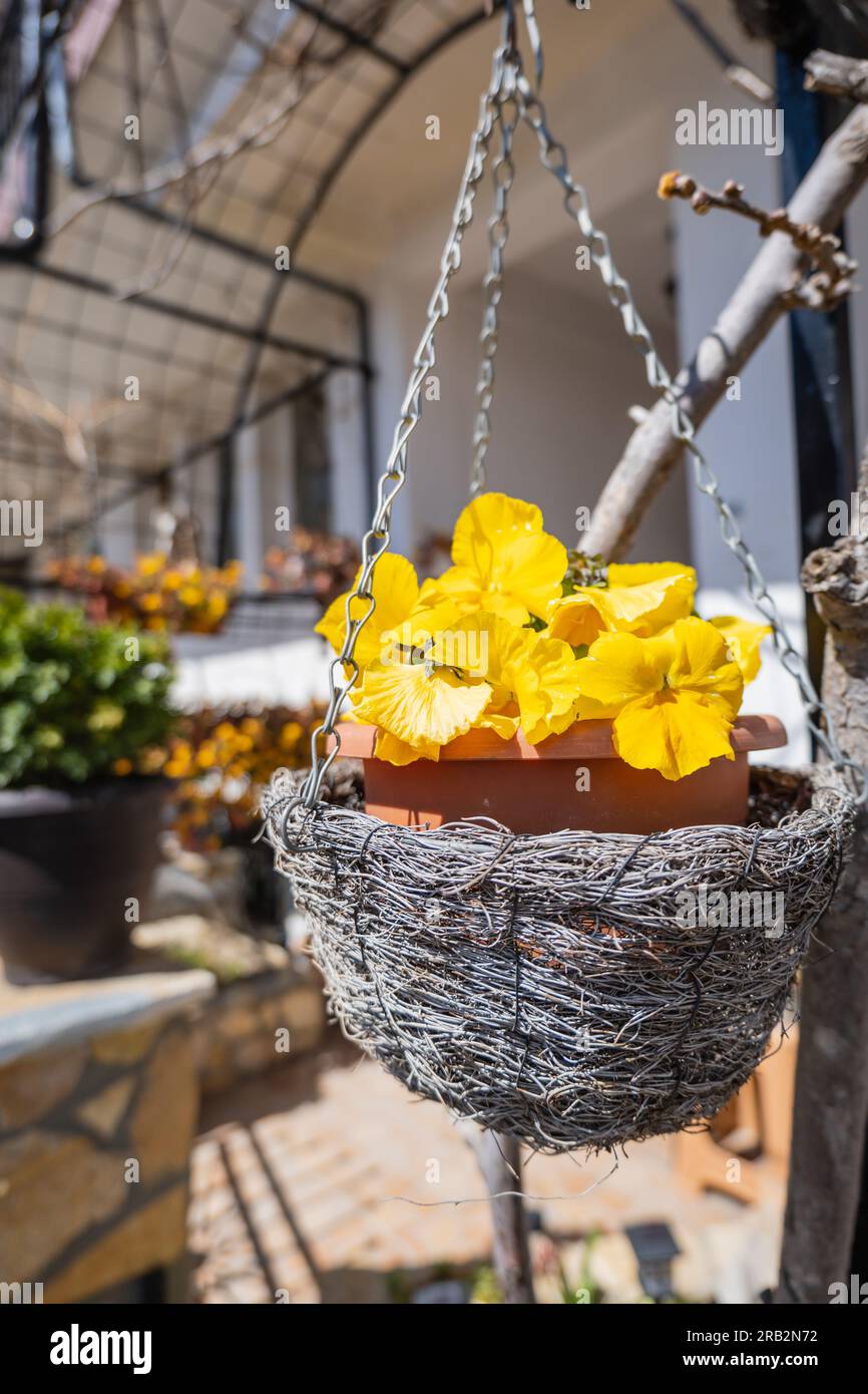 Decorative flower pots with spring flowers viola cornuta in vibrant yellow. purple yellow pansies in flower pots hanging in a garden Stock Photo