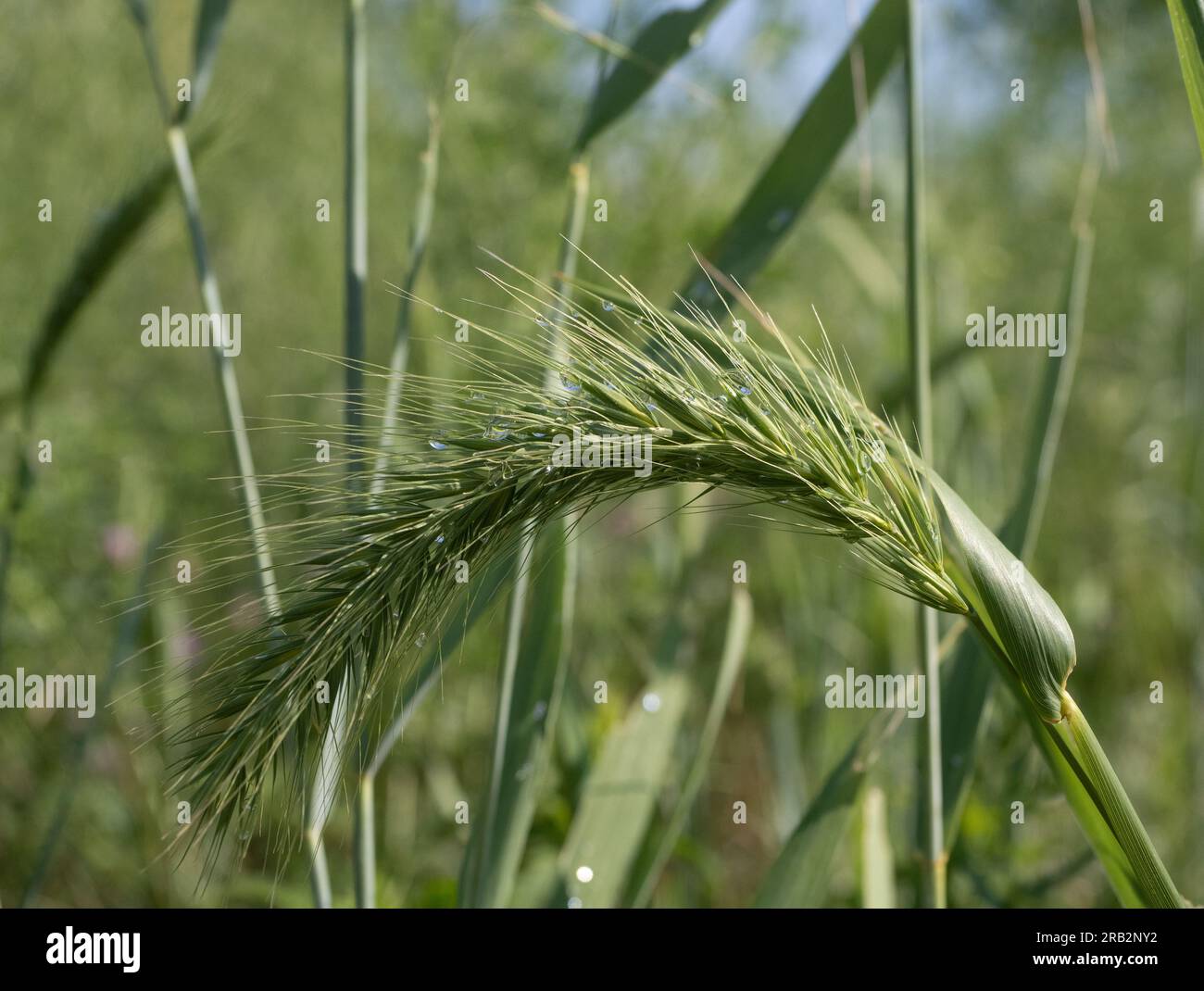 Close-up of florets of Canadian wild rye grass or Elymus canadensis with water droplets. Photographed with a shallow depth of field. Stock Photo