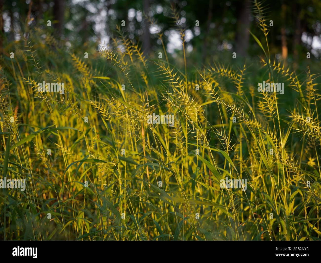 A field of sunlit golden Eastern Bottlebrush Grass or Elymus hystrix photographed in Minnesota with a shallow depth of field. Stock Photo