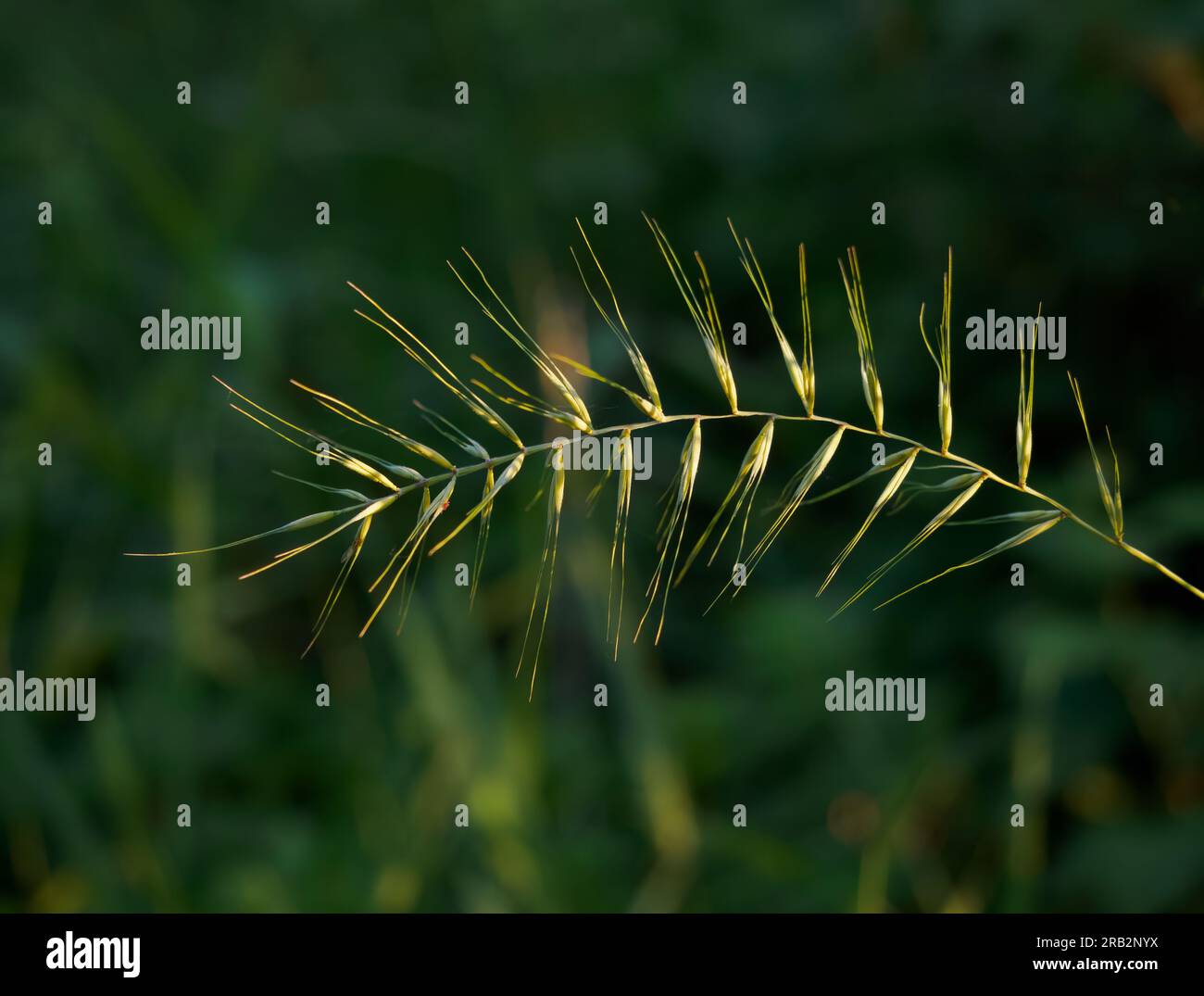Sunlit golden stem of Eastern Bottlebrush Grass or Elymus hystrix photographed in Minnesota with a shallow depth of field. Stock Photo