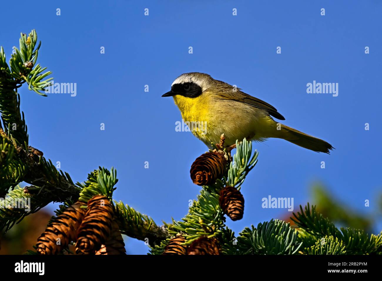 A Common Yellow-throat Warbler"Geothlypis trichas", perched on a spruce tree branch in his woodland habitat Stock Photo