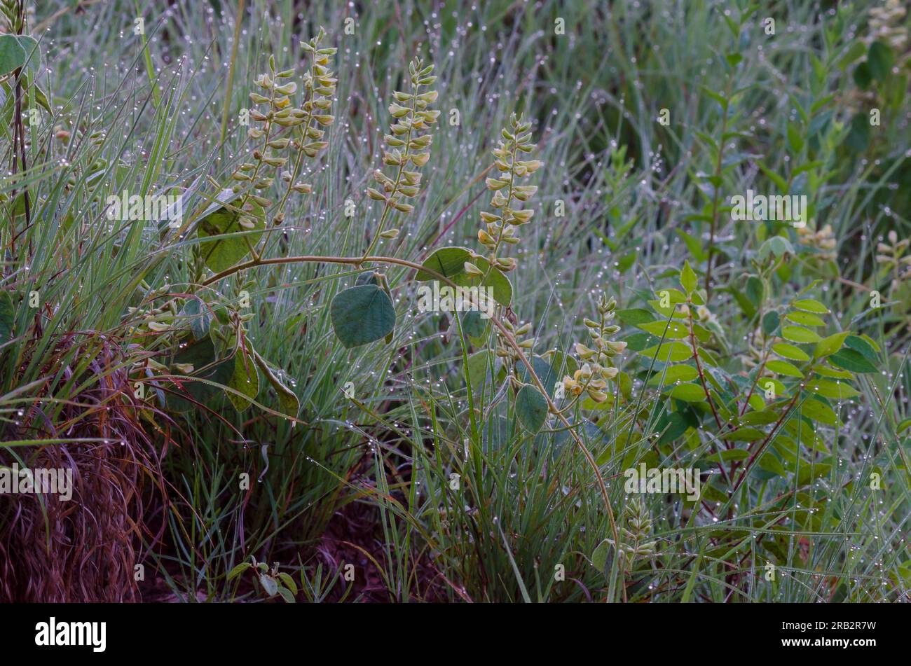 Prairie Snoutbean, Rhynchosia latifolia Stock Photo