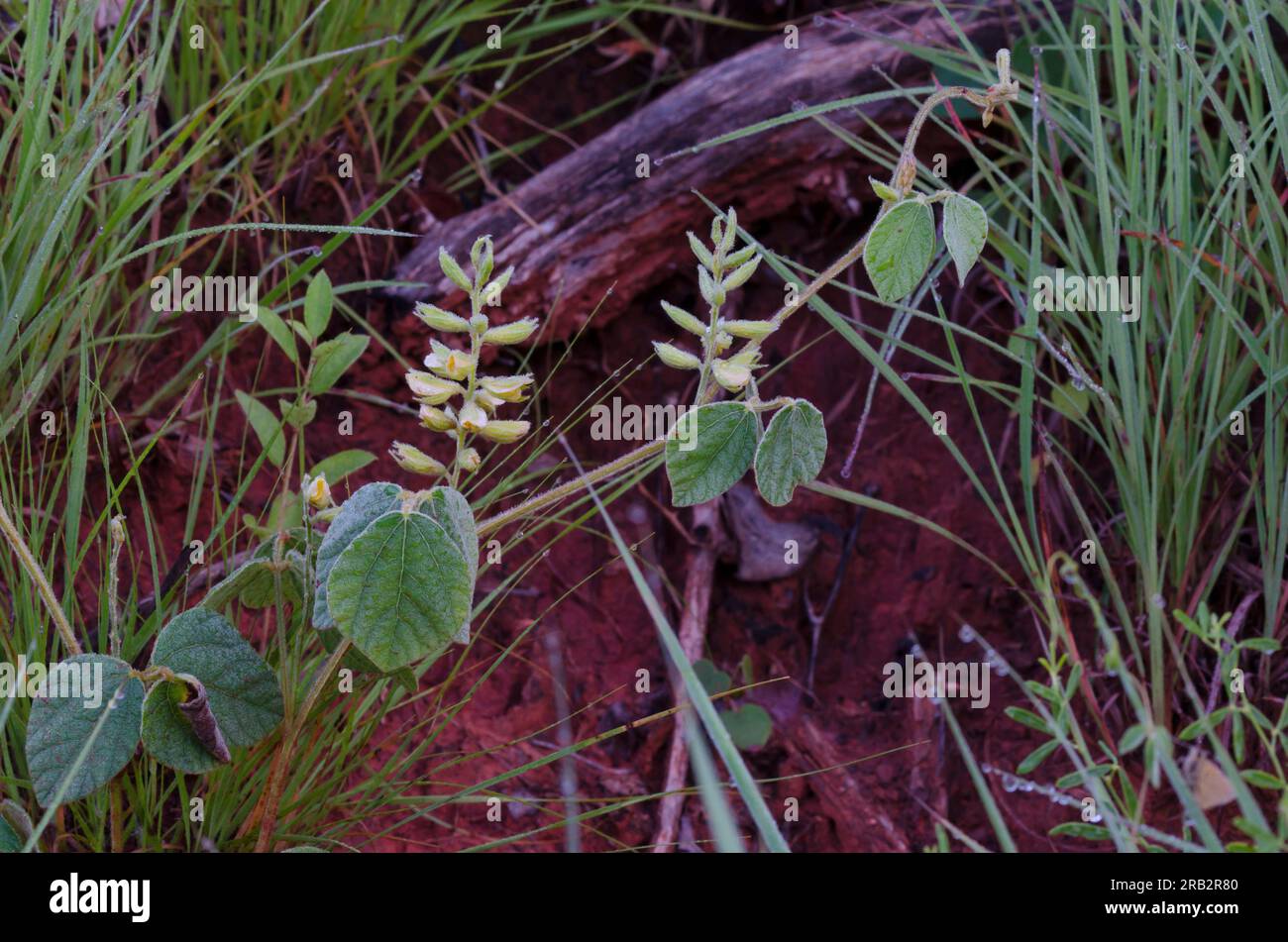 Prairie Snoutbean, Rhynchosia latifolia Stock Photo