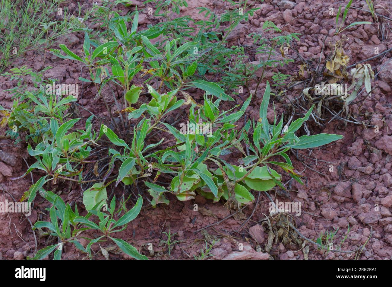 Missouri Evening Primrose, Oenothera macrocarpa, fruit Stock Photo