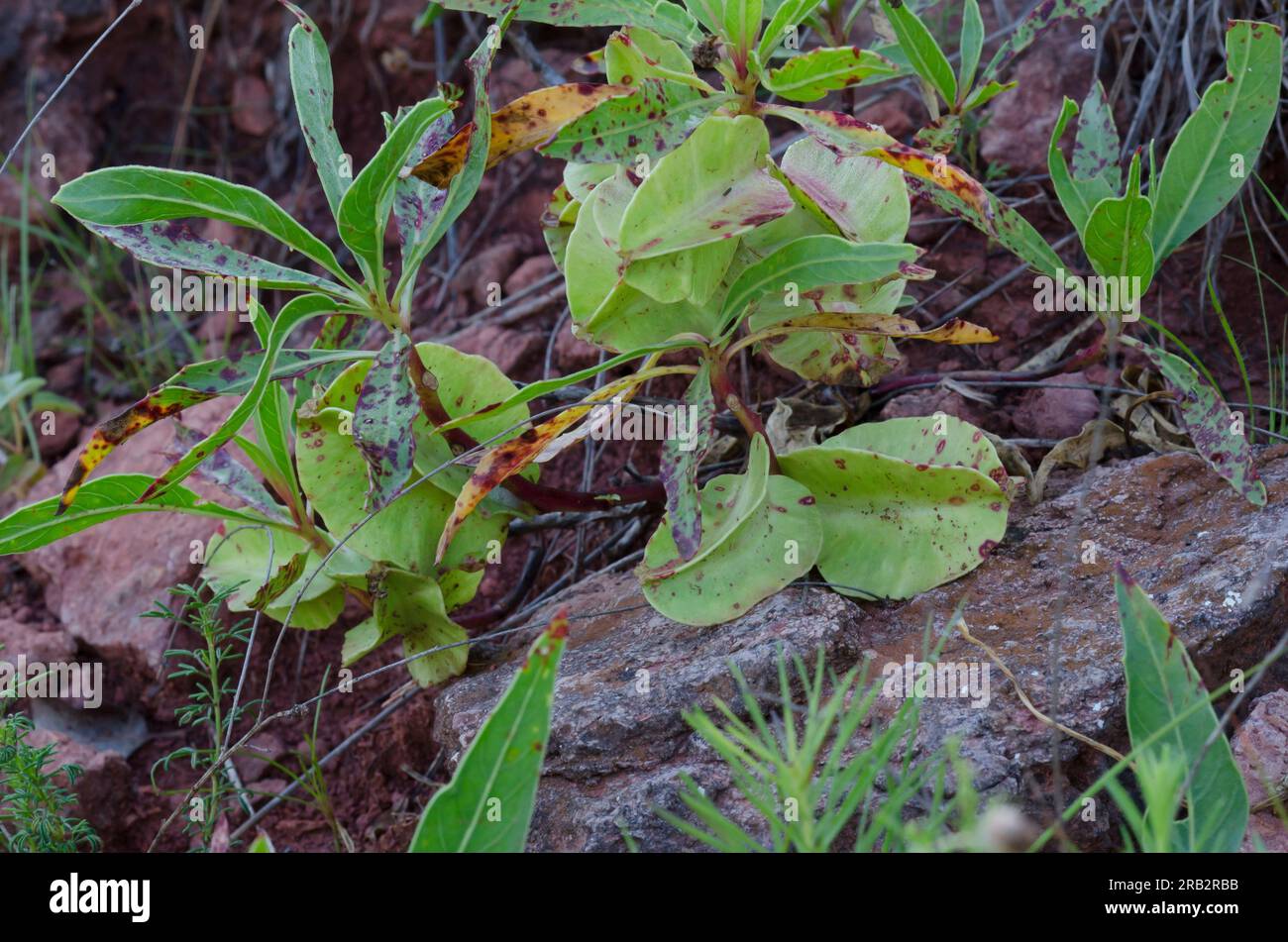 Missouri Evening Primrose, Oenothera macrocarpa, fruit Stock Photo