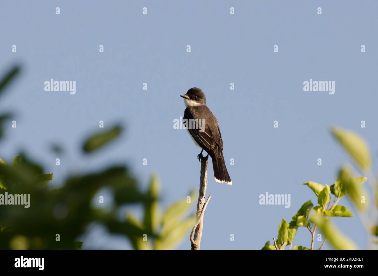 Eastern Kingbird, Tyrannus tyrannus Stock Photo