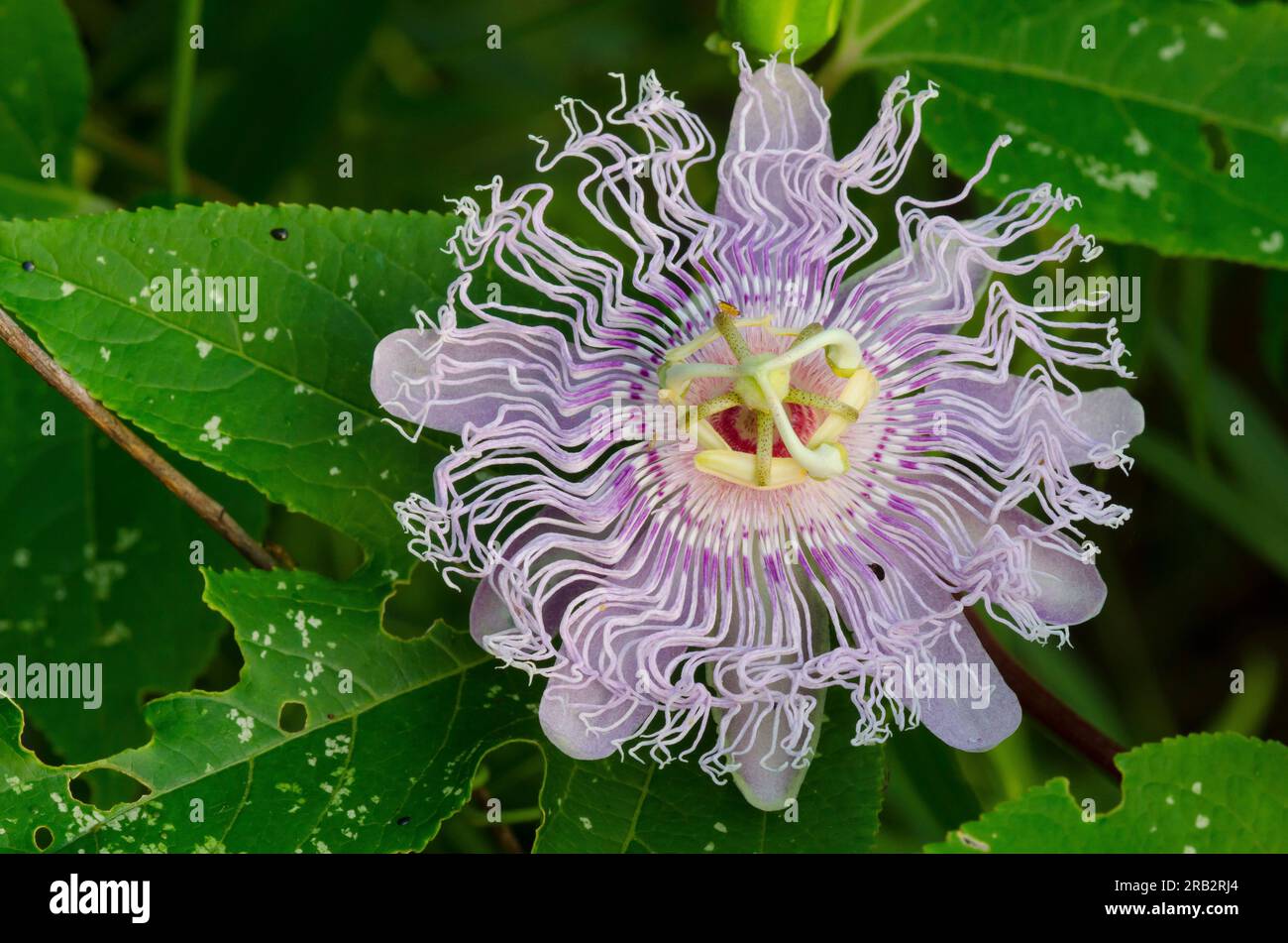 Purple Passionflower, Passiflora incarnata Stock Photo