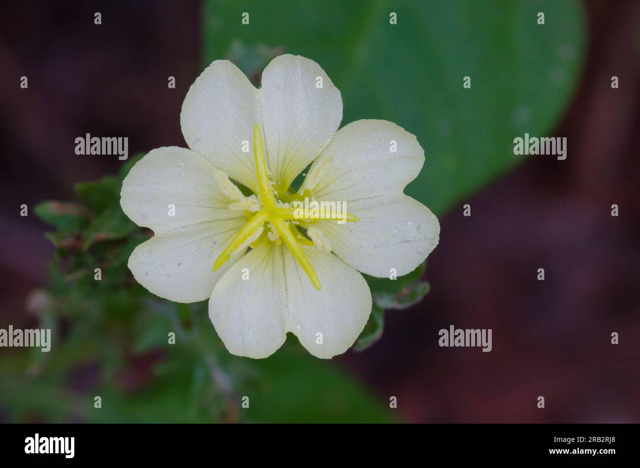 Cutleaf Evening Primrose, Oenothera laciniata Stock Photo Alamy