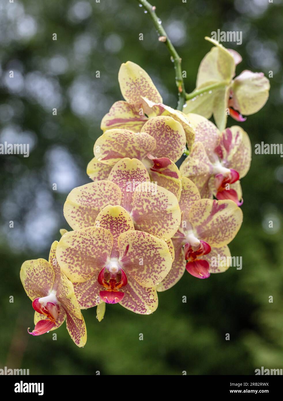 Moth Orchid, Brudorkidé (Phalaenopsis amabilis) Stock Photo