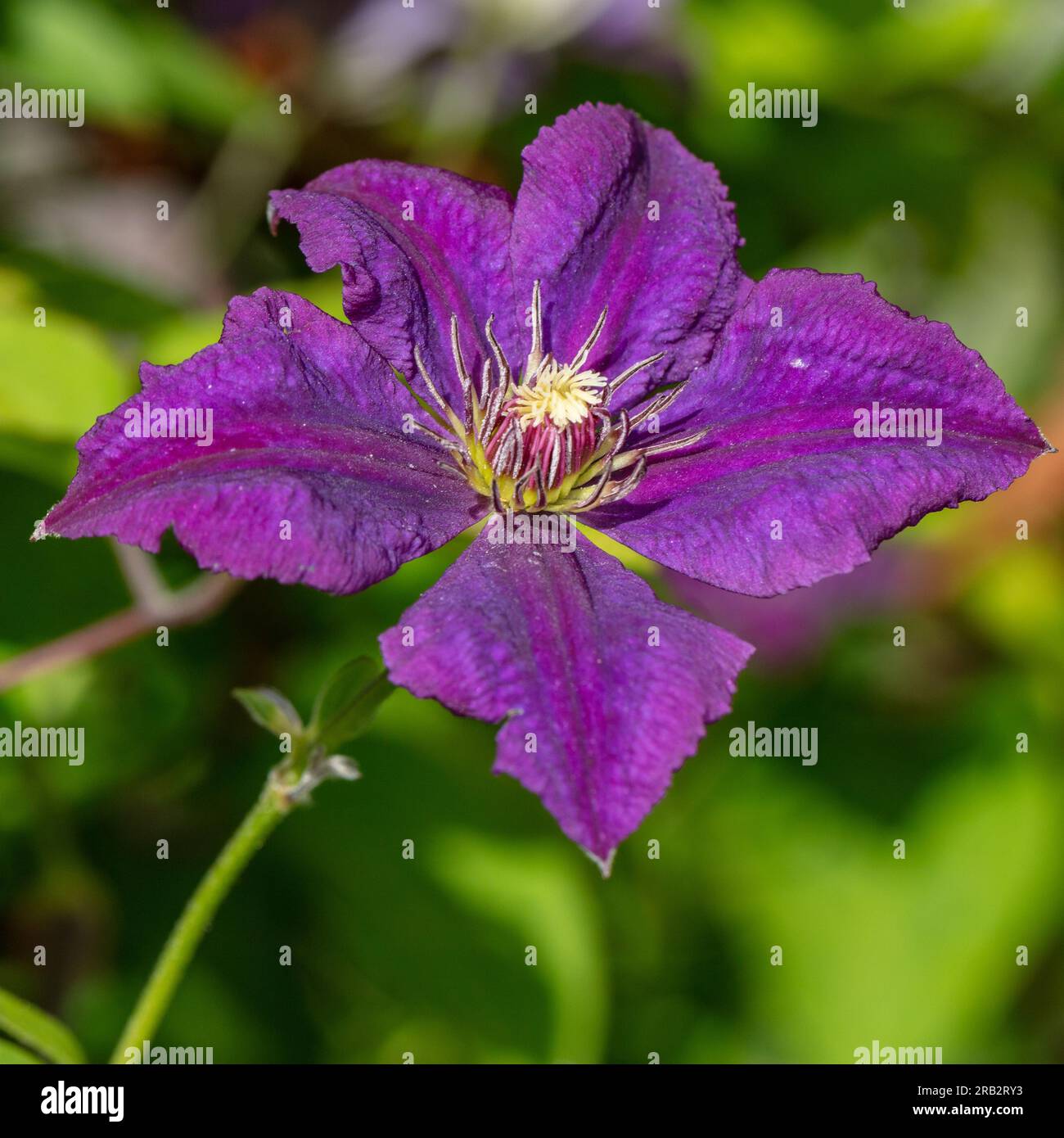 'Polish Spirit' Purple clematis, Italiensk klematis (Clematis viticella) Stock Photo