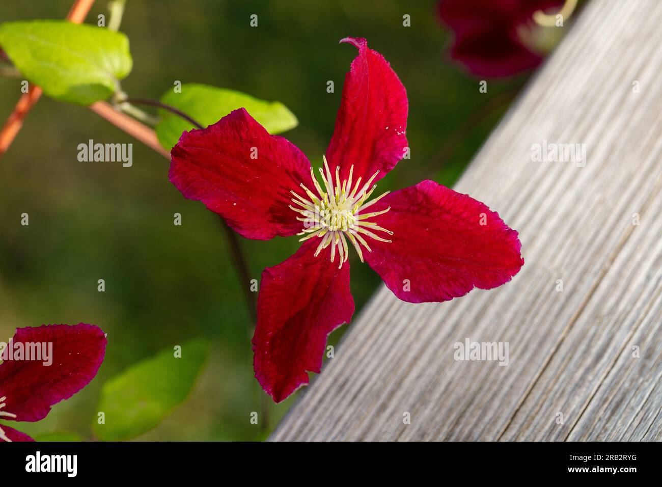 'Vitiwester, Burning Love' Purple clematis, Italiensk klematis (Clematis viticella) Stock Photo