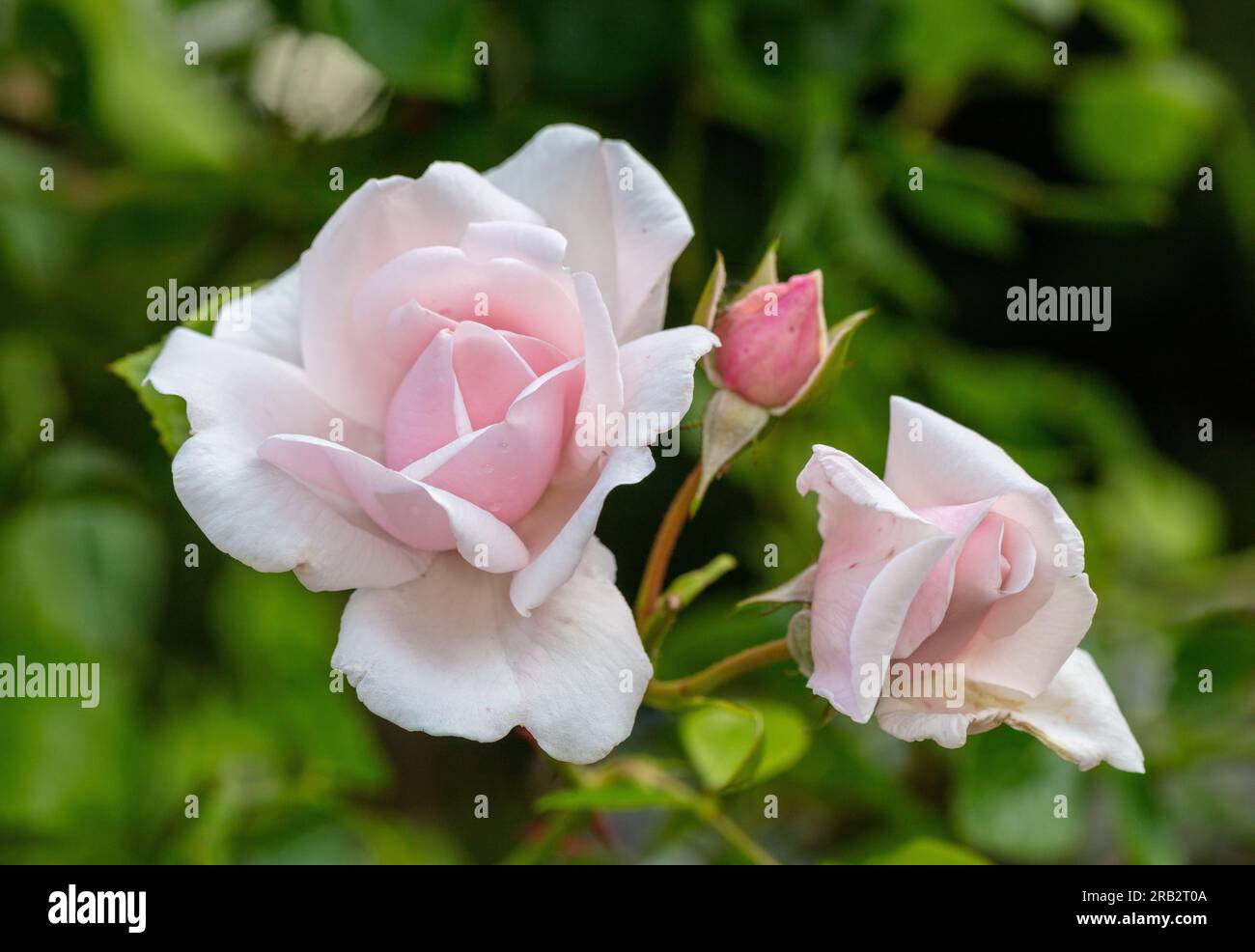 'New Dawn' Climbing Rose, Klätterros (Rosa Stock Photo - Alamy