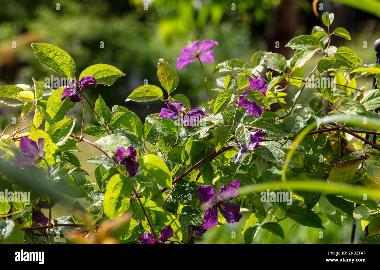 'Polish Spirit' Purple clematis, Italiensk klematis (Clematis viticella) Stock Photo
