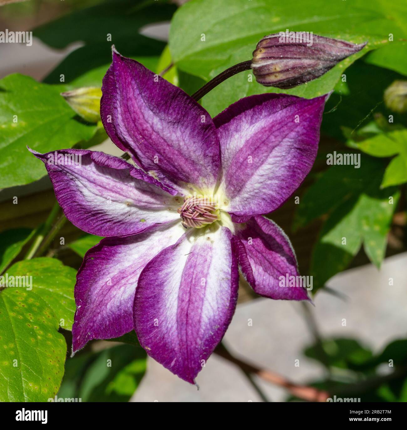 'Pernille' Purple clematis, Italiensk klematis (Clematis viticella) Stock Photo