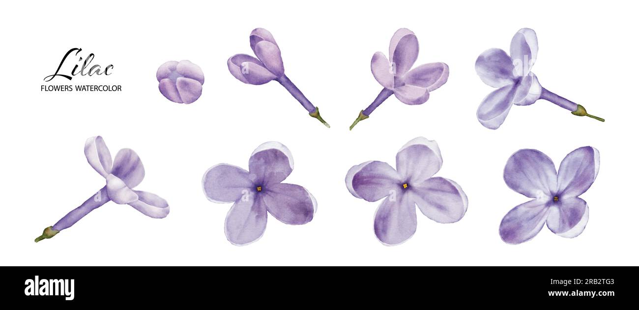 Set of Lilac blossom element watercolor, Botanical illustration of violet flower on a white background. Suitable for your decoration design. Stock Vector