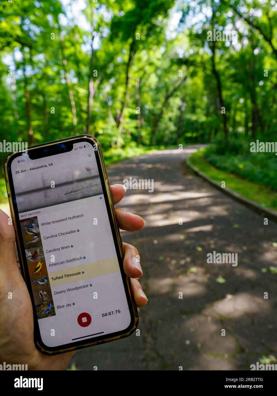 iPhone app for bird identification - using Merlin Bird ID (Sound ID) to