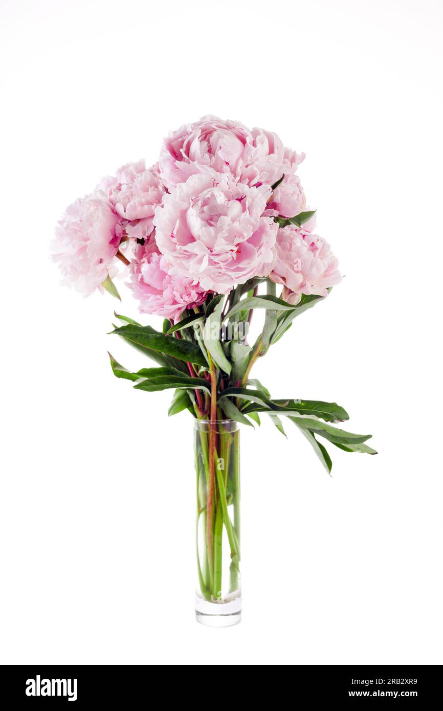 Pink peony flower isolated on white background Stock Photo - Alamy