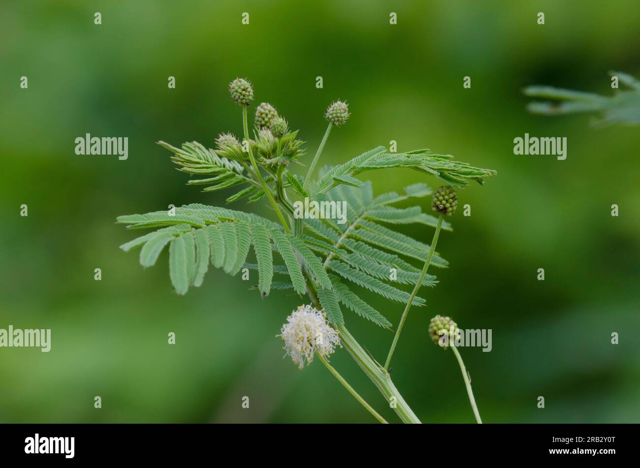 Illinois Bundleflower, Desmanthus illinoensis Stock Photo - Alamy