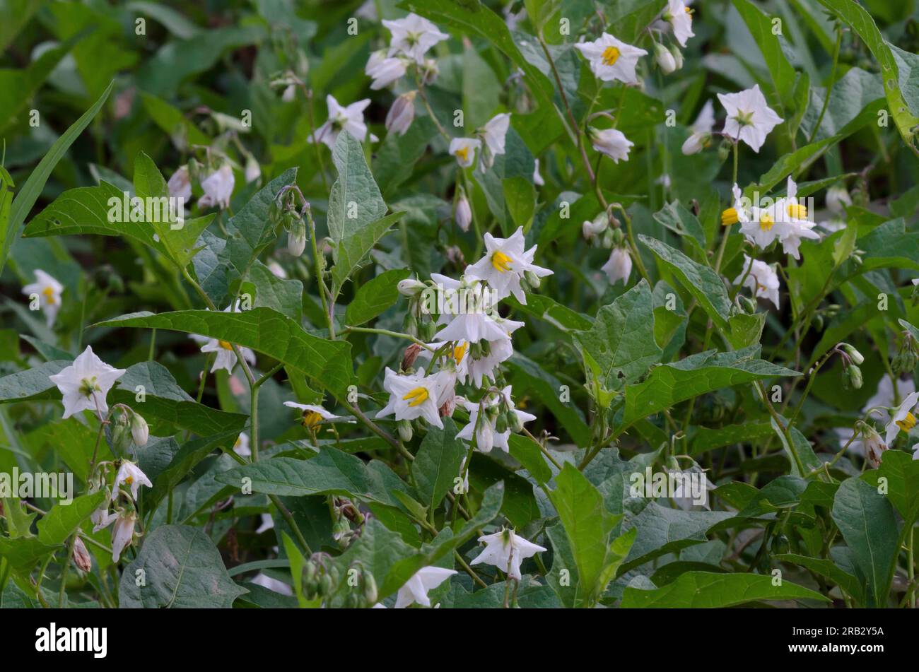 Carolina Horsenettle, Solanum carolinense Stock Photo