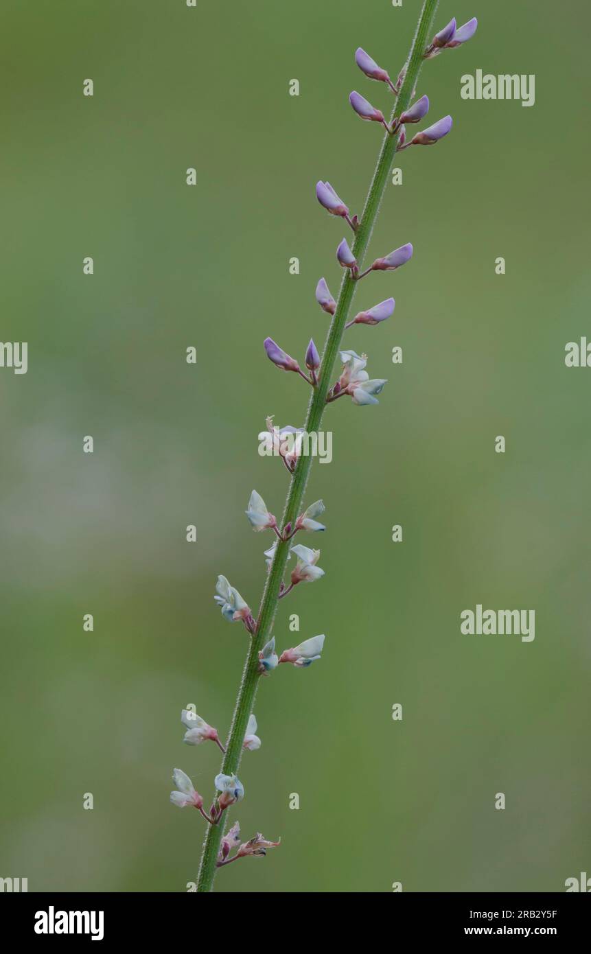 Sessileleaf Ticktrefoil, Desmodium sessilifolium Stock Photo