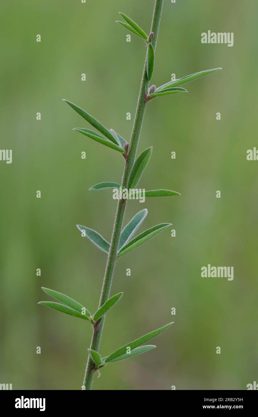 Sessileleaf Ticktrefoil, Desmodium sessilifolium, stem and leaves Stock Photo