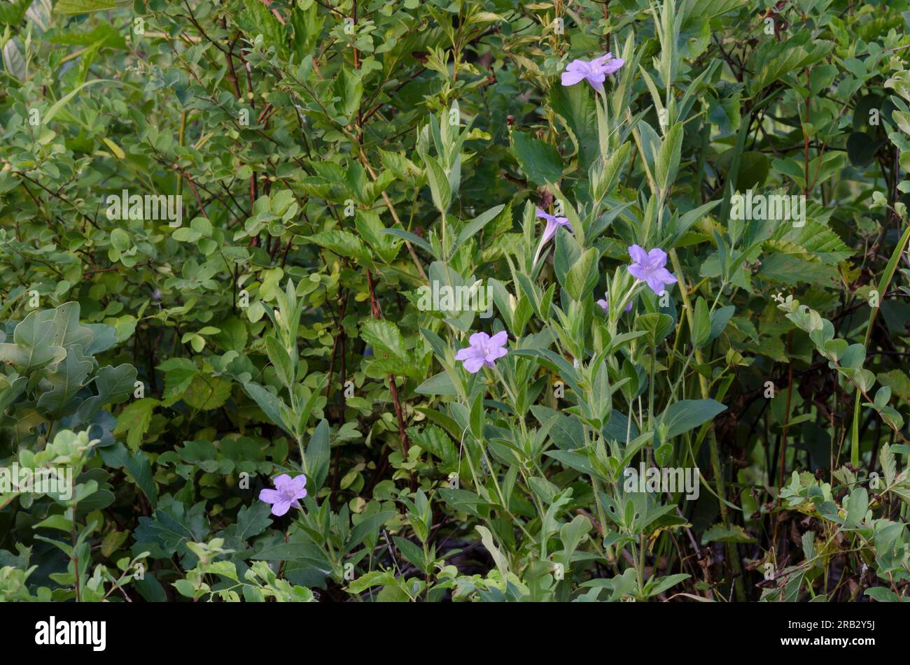 Prairie Petunia, Ruellia humilis Stock Photo