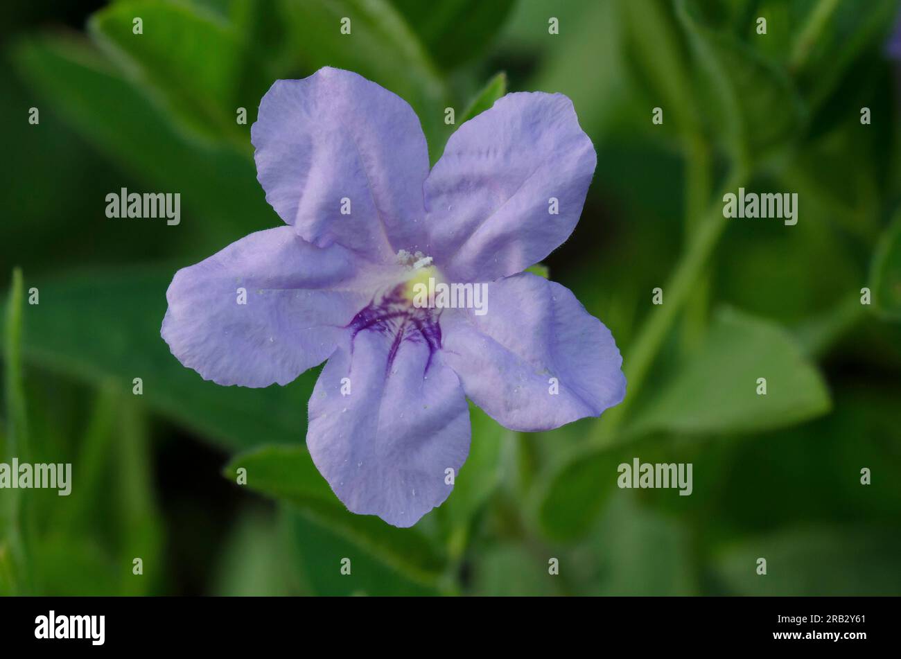 Prairie Petunia, Ruellia humilis Stock Photo