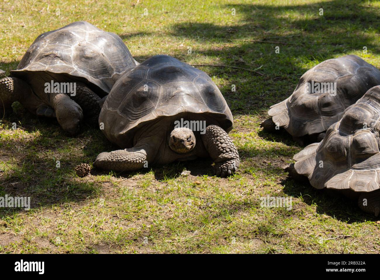 Giant Galapagos tortoise Chelonoidis nigra moving on green grass. Big old turtle Ancient