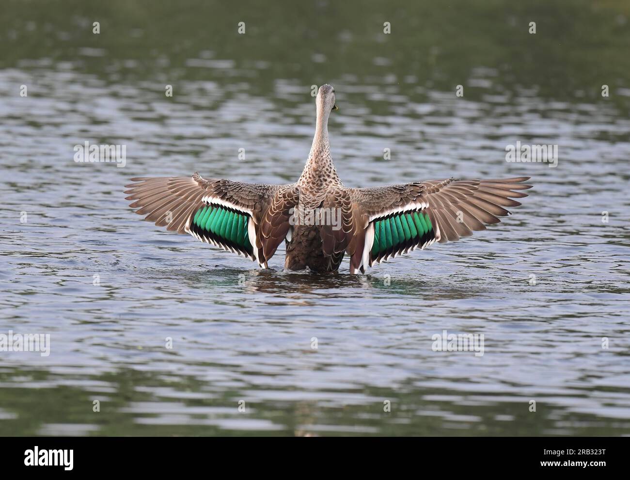 Images of waterfowl in flight poses and settled on water. Includes Spot
