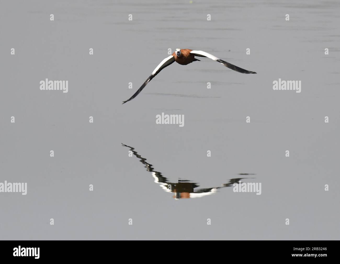 Images of waterfowl in flight poses and settled on water. Includes Spot