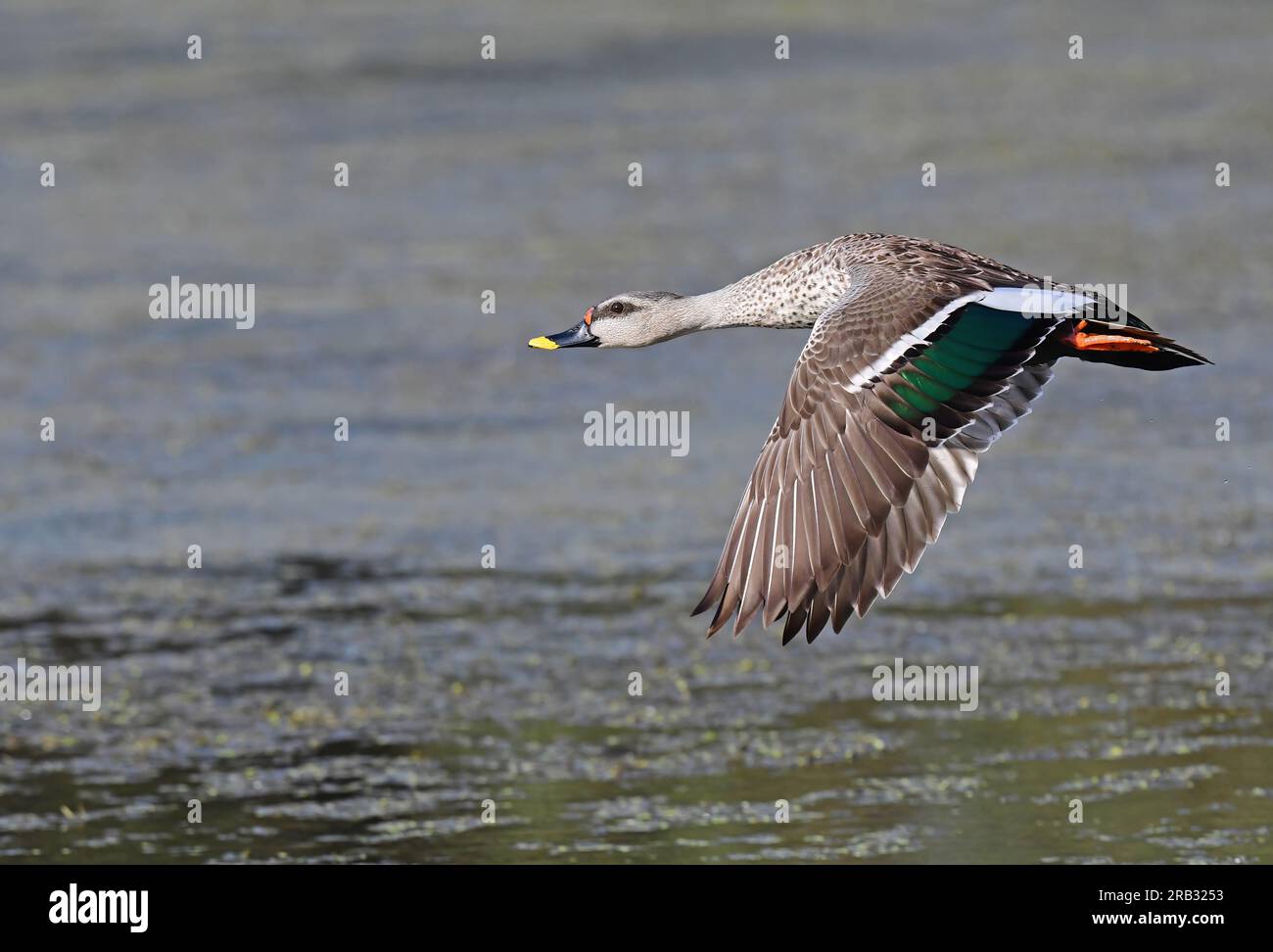 Images of waterfowl in flight poses and settled on water. Includes Spot