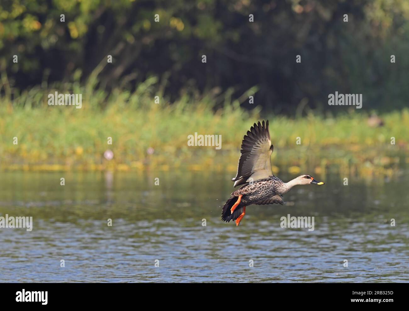 Images of waterfowl in flight poses and settled on water. Includes Spot