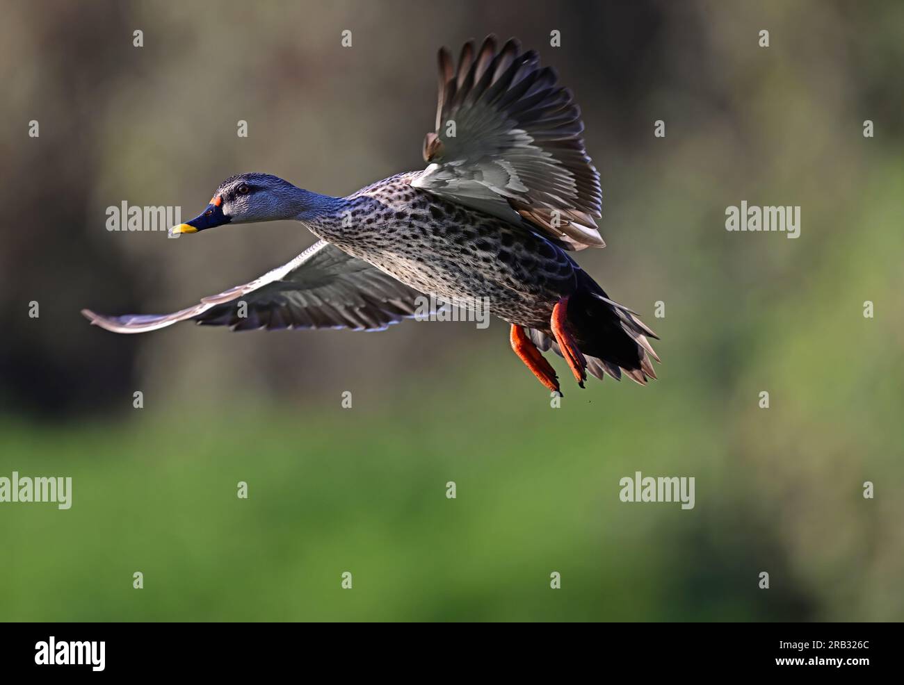 Images of waterfowl in flight poses and settled on water. Includes Spot