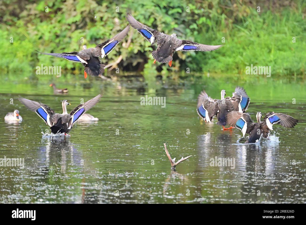 Images of waterfowl in flight poses and settled on water. Includes Spot