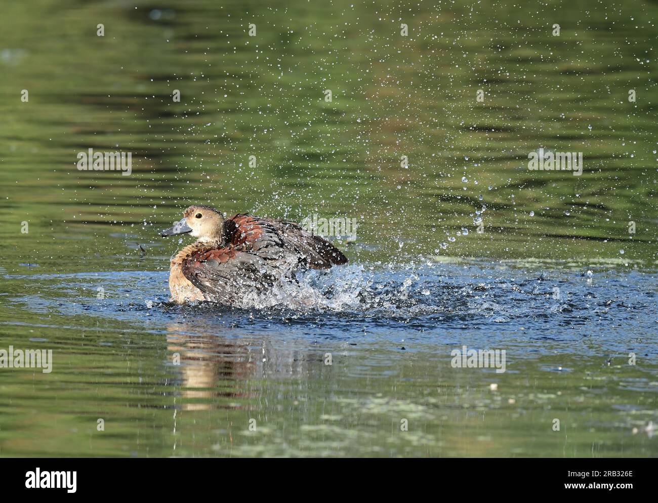 Images of waterfowl in flight poses and settled on water. Includes Spot