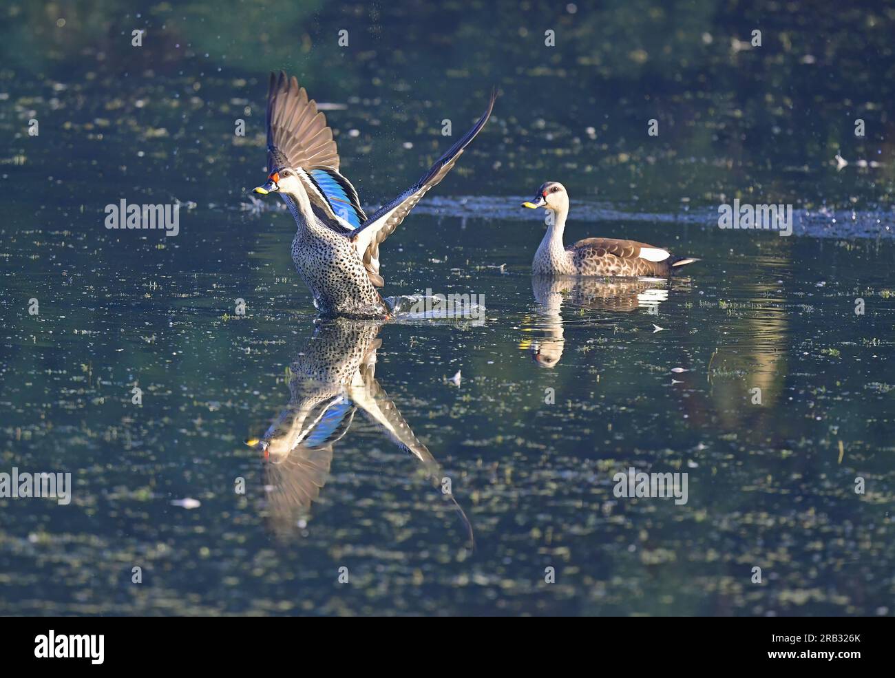 Images of waterfowl in flight poses and settled on water. Includes Spot