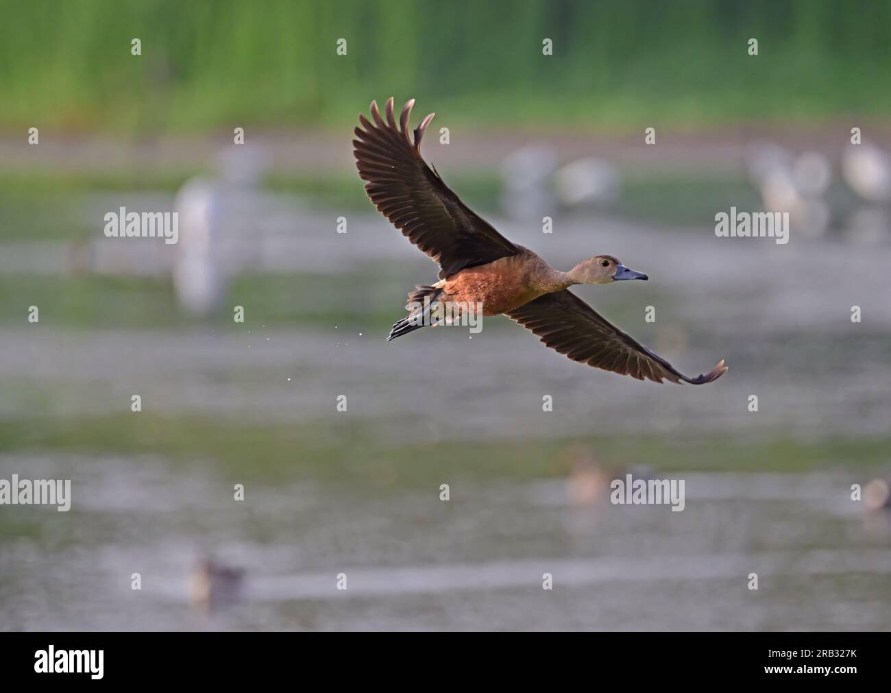 Images of waterfowl in flight poses and settled on water. Includes Spot