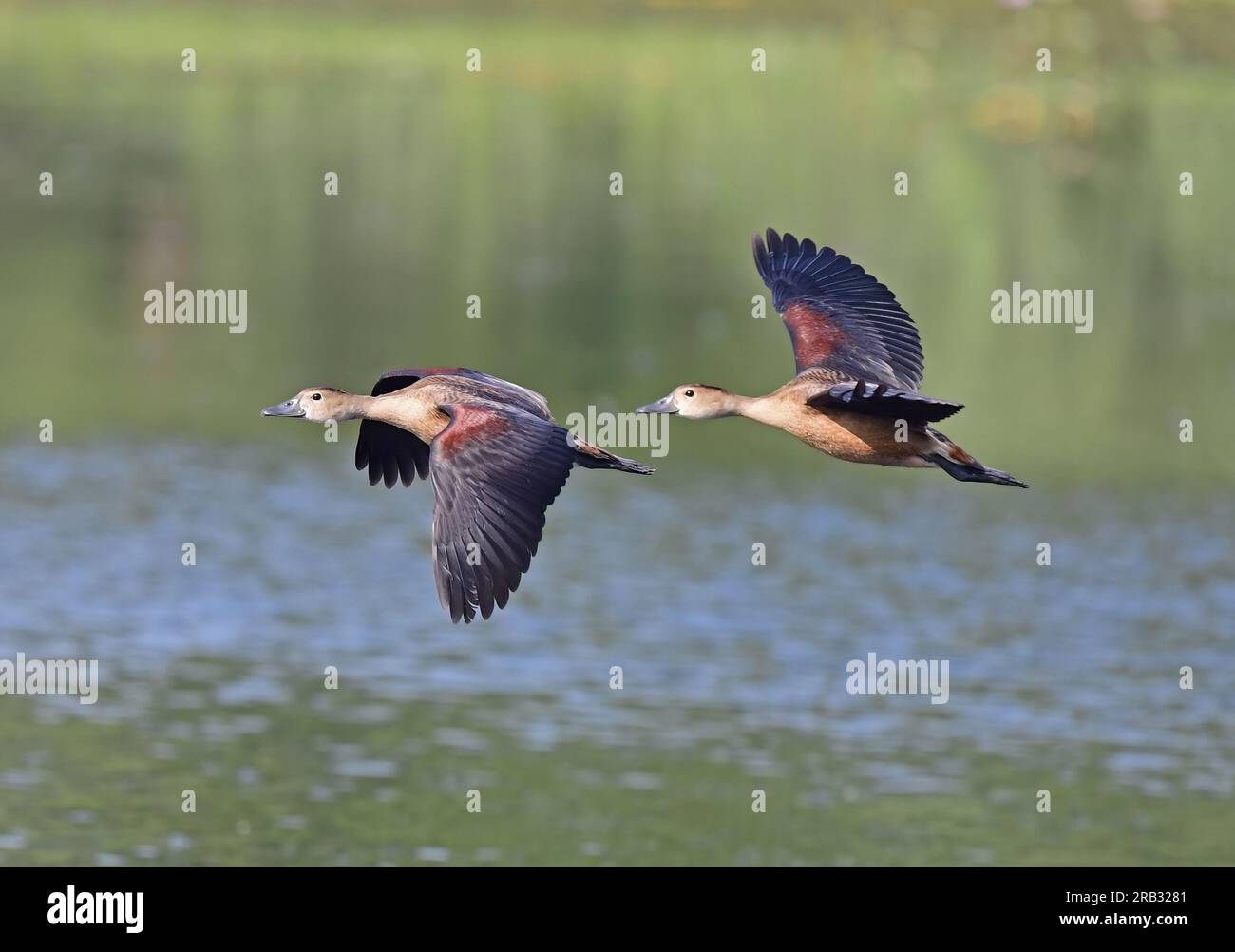 Images of waterfowl in flight poses and settled on water. Includes Spot