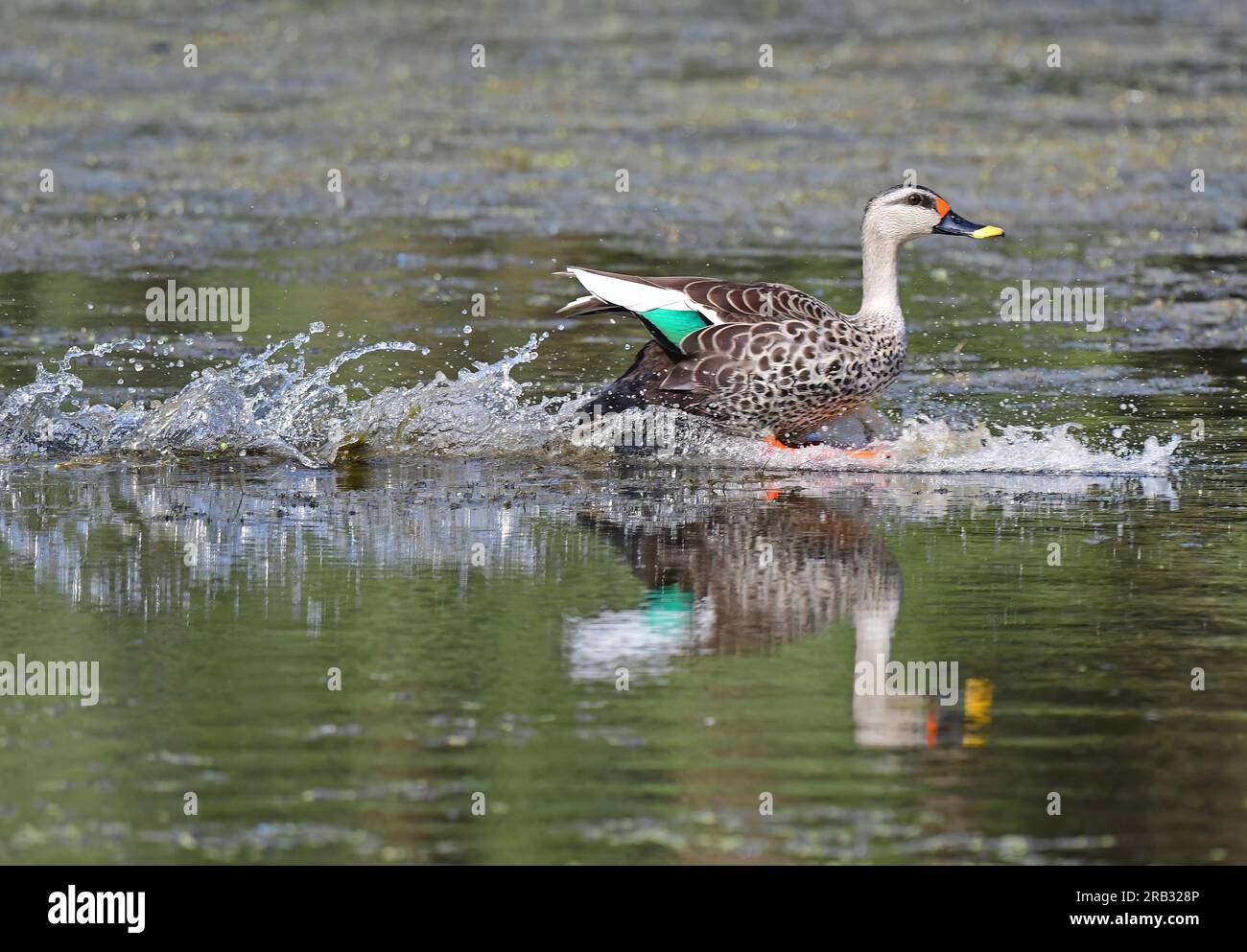 Images of waterfowl in flight poses and settled on water. Includes Spot