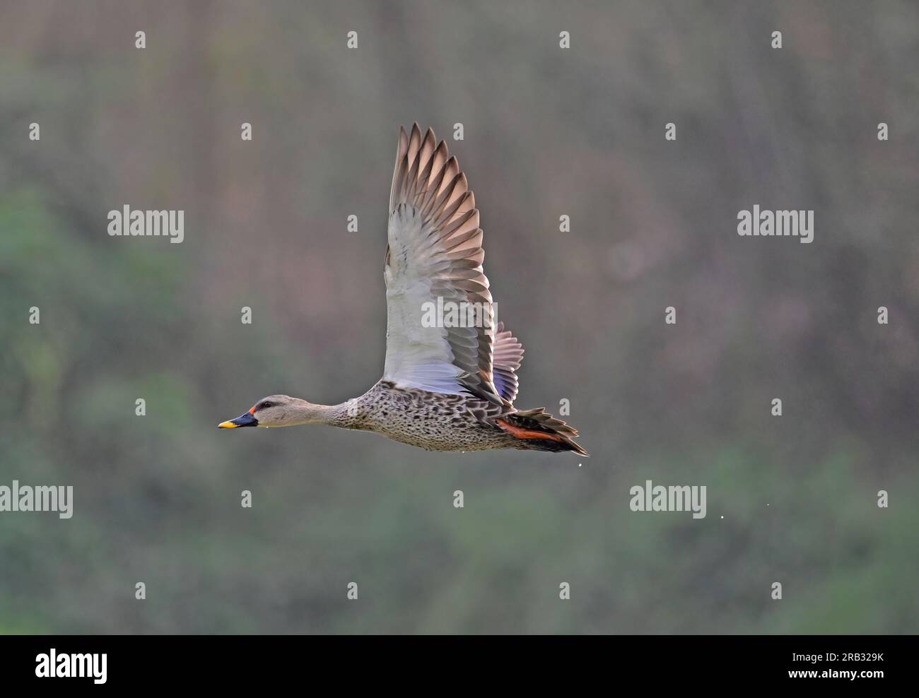 Images of waterfowl in flight poses and settled on water. Includes Spot