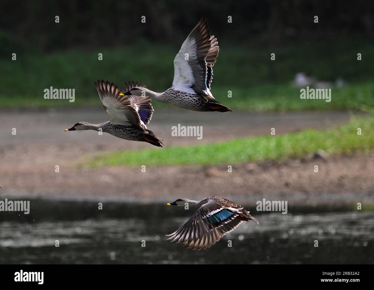 Images of waterfowl in flight poses and settled on water. Includes Spot