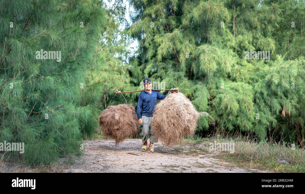 Phu Yen Province, Vietnam - July 3, 2023: Farmers collect dried casuarina leaves for fuel in Phu Yen province, Vietnam Stock Photo