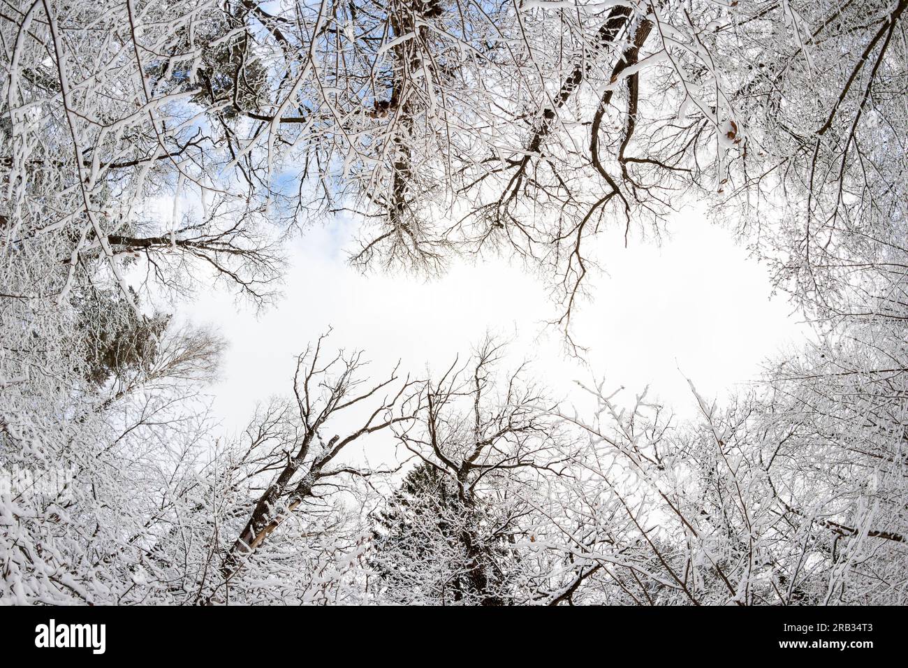 View of tree branches closing overhead in a winter forest, fish-eye effect Stock Photo