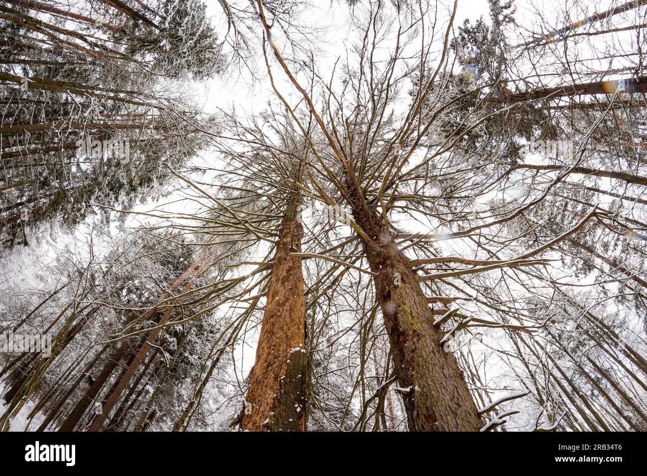 Old dried spruce with peeled bark in a winter forest, fish-eye effect Stock Photo